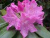 Mountain Rosebay; Catawba Rhododendron (Rhodododendron catawbiense)