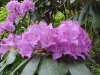 Mountain Rosebay; Catawba Rhododendron (Rhodododendron catawbiense)