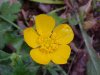 Common Buttercup (Ranunculus acris)