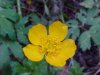 Common Buttercup (Ranunculus acris)