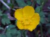 Common Buttercup (Ranunculus acris)
