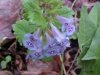 Ground Ivy; Gill-over-the-ground;  Creeping Charlie (Glechoma  hederacea)