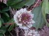 White Clover; Dutch Clover (Trifolium repens)