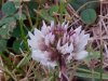White Clover; Dutch Clover (Trifolium repens)