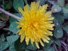 Common Dandelion (Taraxacum officinale)