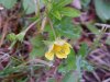 Canadian Dwarf Cinquefoil (Potentilla canadensis)