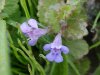 Ground Ivy; Gill-over-the-ground;  Creeping Charlie (Glechoma  hederacea)
