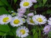 Philadelphia Fleabane (Erigeron philadelphicus)