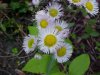 Philadelphia Fleabane (Erigeron philadelphicus)