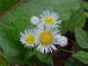 Philadelphia Fleabane (Erigeron philadelphicus)