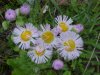 Philadelphia Fleabane (Erigeron philadelphicus)