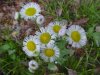 Philadelphia Fleabane (Erigeron philadelphicus)