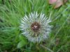 Dandelion seedhead (Taraxacum officinale)