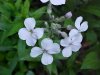 Dame's Rocket; Dame's Violet; Mother-of-the-Evening (Hesperis matronalis)