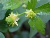 Kidneyleaf Buttercup (Ranunculus abortivus)