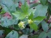 Kidneyleaf Buttercup (Ranunculus abortivus)