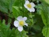 Common Strawberry (Fragaria virginiana)