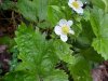 Common Strawberry (Fragaria virginiana)