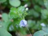 Germander Speedwell; Bird's-eye Speedwell (Veronica chamaedrys)