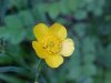 Common Buttercup (Ranunculus acris)
