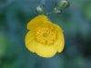 Common Buttercup (Ranunculus acris)