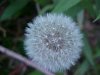 Dandelion seedhead (Taraxacum officinale)