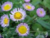 Philadelphia Fleabane (Erigeron philadelphicus)