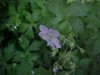 Wild Geranium; Crane's Bill (Geranium maculatum)