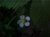 Common Strawberry (Fragaria virginiana)