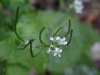 Garlic Mustard (Alliaria petiolata)