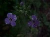 Dame's Rocket; Dame's Violet; Mother-of-the-Evening (Hesperis matronalis)