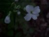Dame's Rocket; Dame's Violet; Mother-of-the-Evening (Hesperis matronalis)