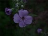 Dame's Rocket; Dame's Violet; Mother-of-the-Evening (Hesperis matronalis)
