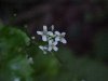Garlic Mustard (Alliaria petiolata)