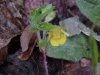 Canadian Dwarf Cinquefoil (Potentilla canadensis)