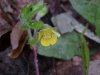 Canadian Dwarf Cinquefoil (Potentilla canadensis)