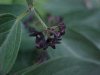 Black swallow-wort (Cynanchum nigrum; Cynanchum rossicum)