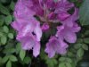 Mountain Rosebay; Catawba Rhododendron (Rhodododendron catawbiense)