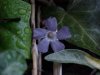 Periwinke; Myrtle (Vinca Minor)