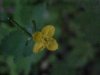 Greater Celandine; Wartweed (Chelidonium majus)