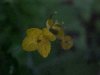 Greater Celandine; Wartweed (Chelidonium majus)