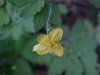 Greater Celandine; Wartweed (Chelidonium majus)
