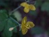 Greater Celandine; Wartweed (Chelidonium majus)