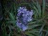European Bluebells (Hycanthinoides non-scripta)