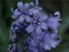 European Bluebells (Hycanthinoides non-scripta)