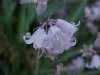European Bluebells (Hycanthinoides non-scripta)