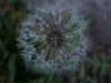 Dandelion seedhead (Taraxacum officinale)