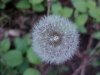 Dandelion seedhead (Taraxacum officinale)