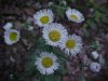 Philadelphia Fleabane (Erigeron philadelphicus)