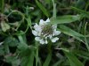 White Clover; Dutch Clover (Trifolium repens)
